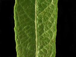 Salix lasiolepis. Upper leaf surface with sparse hairs.
 Image: D. Glenny © Landcare Research 2020 CC BY 4.0